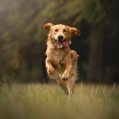 Happy golden retriever running in a grassy field with a blurred natural background