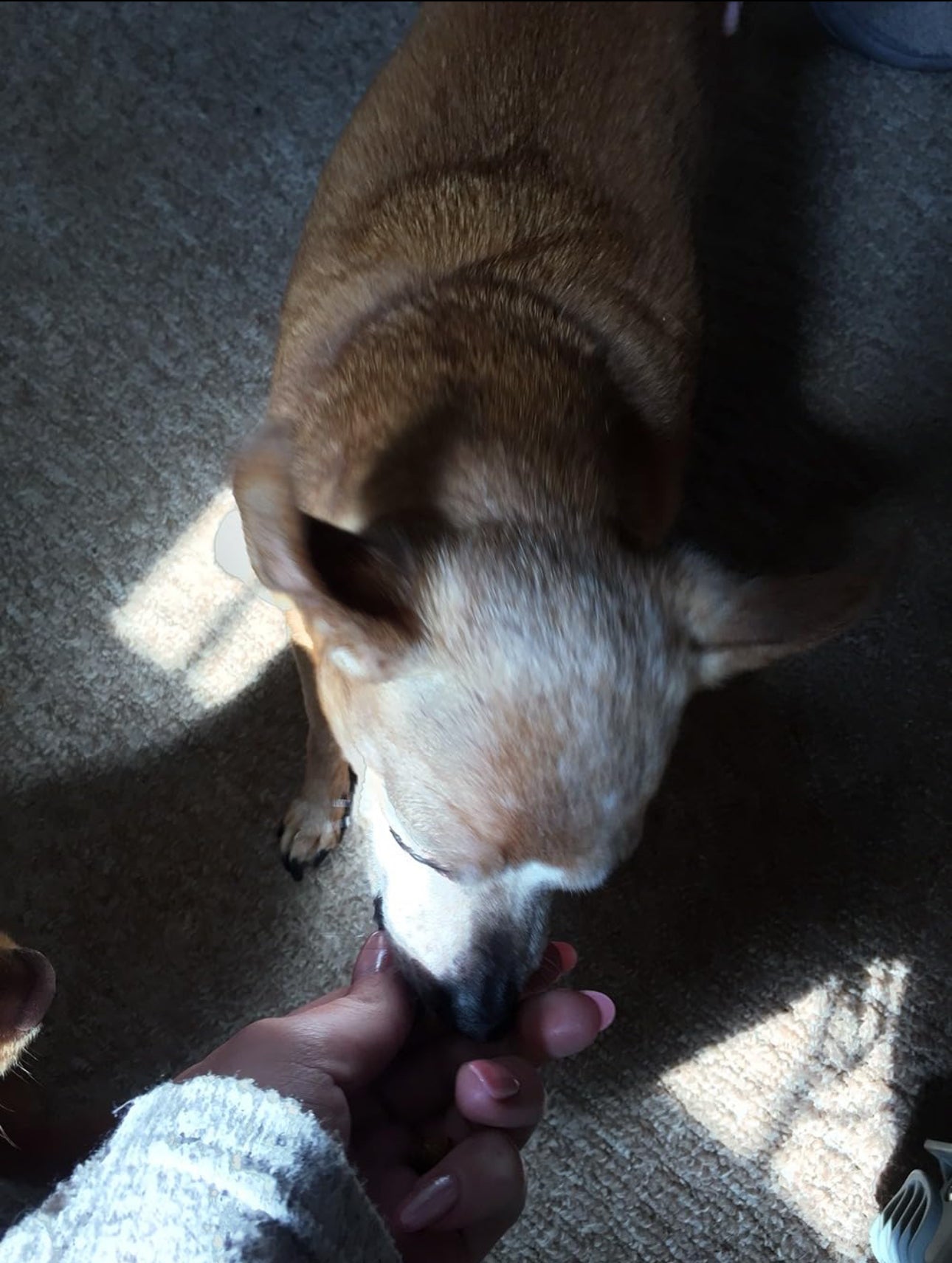 Dog sniffing a person's hand on a carpeted floor