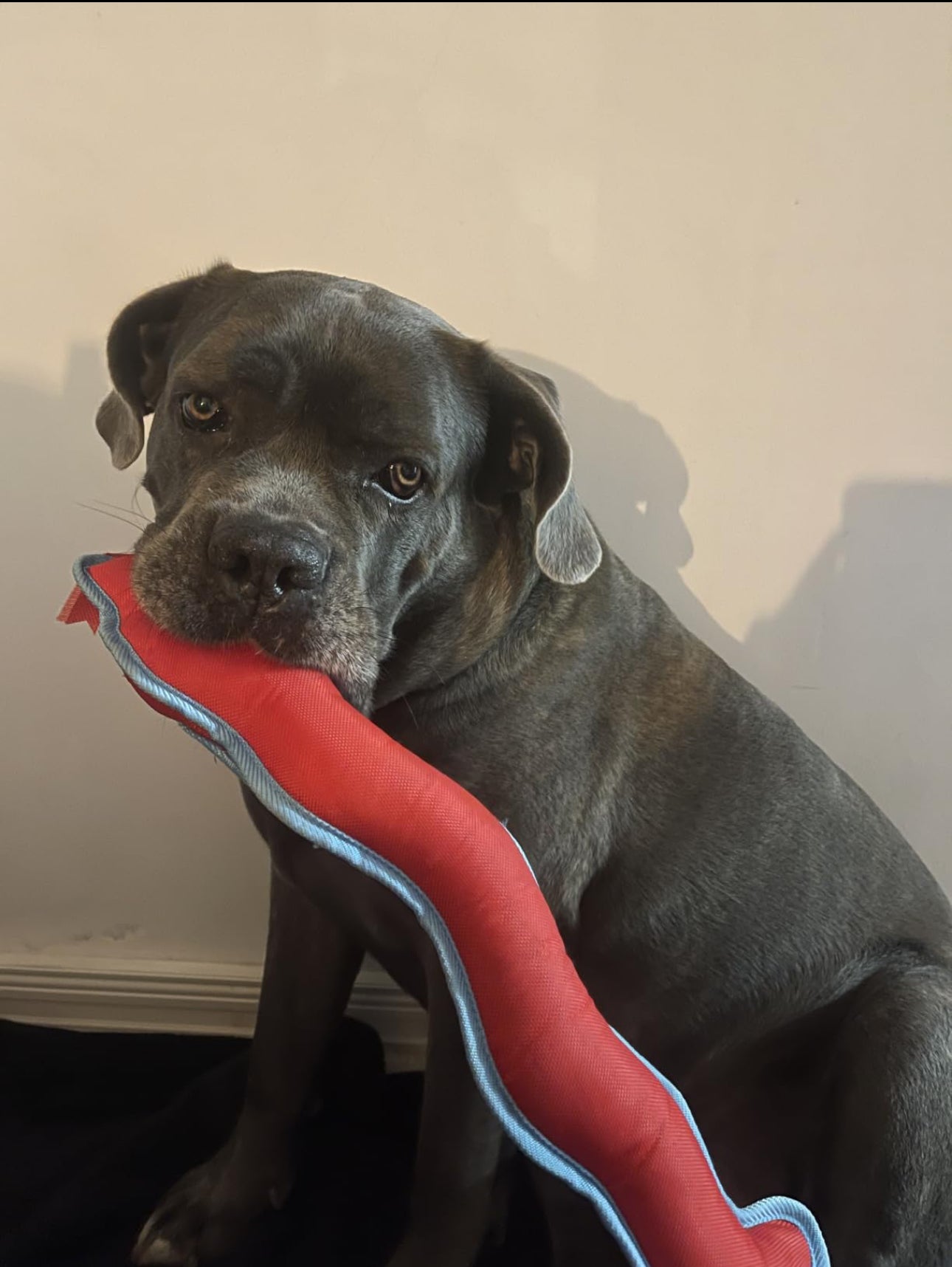 Dog holding a red and gray plush toy against a plain wall.