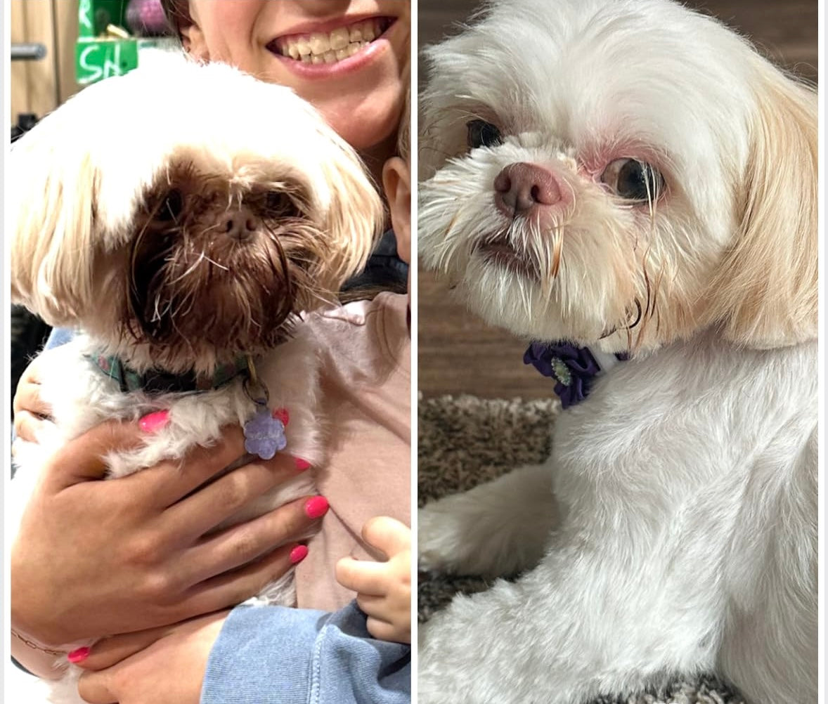 Two images of a small dog being held and sitting on a carpet.