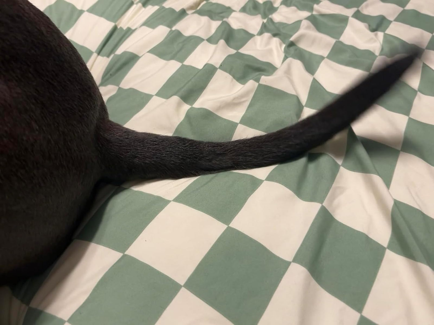 Close-up of a cat's tail on a green and white checkered blanket