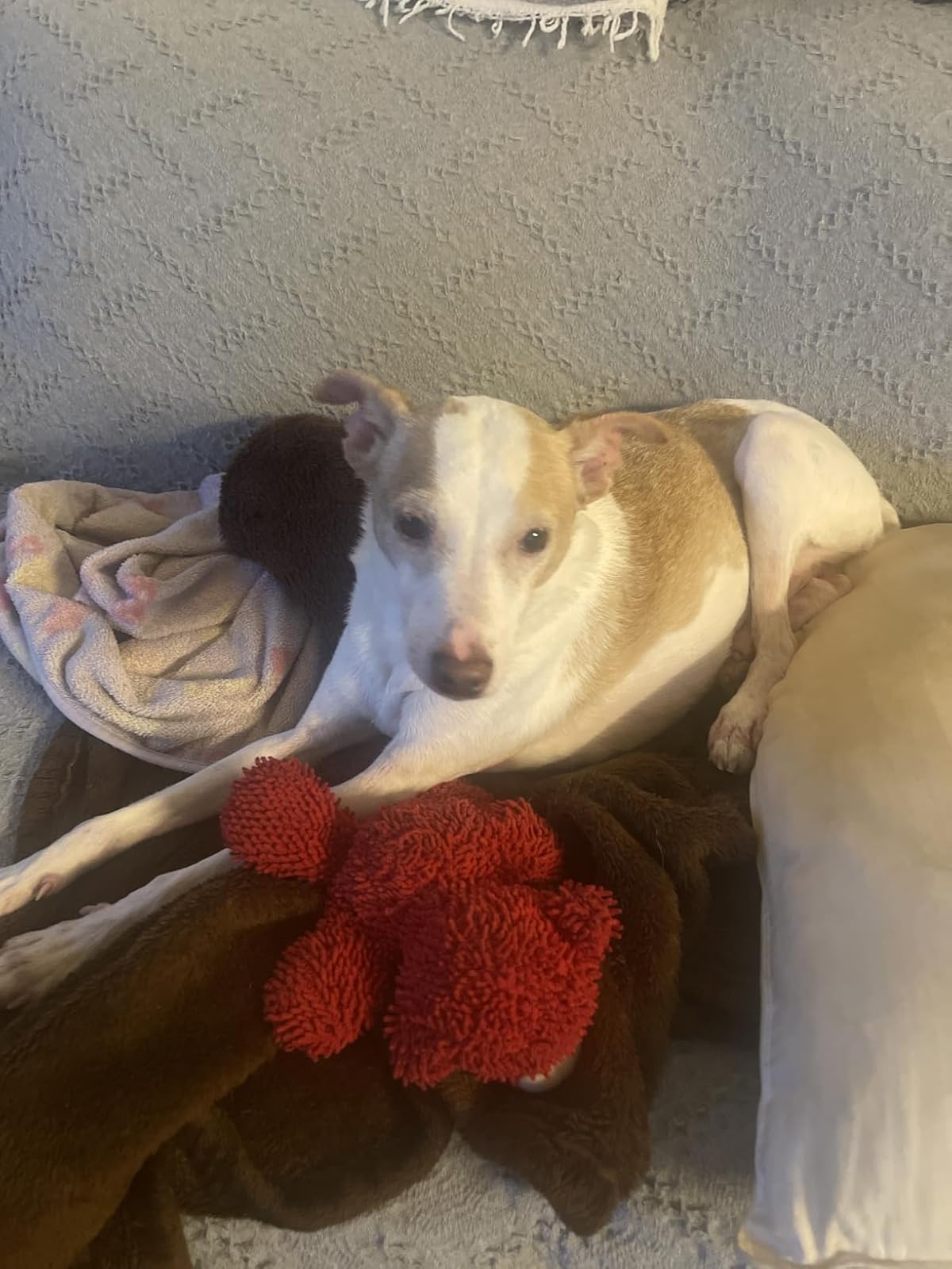 Dog lying on a couch with a red plush toy