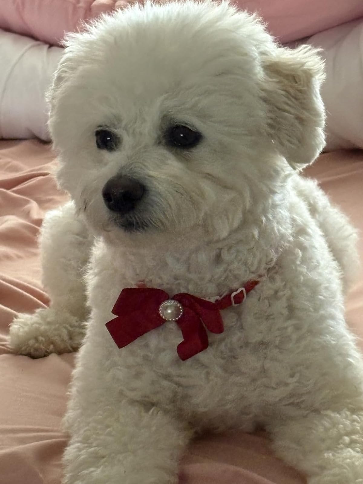White dog with a red bow tie sitting on a pink surface