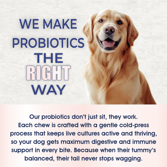 Dog with text about probiotics on a light background