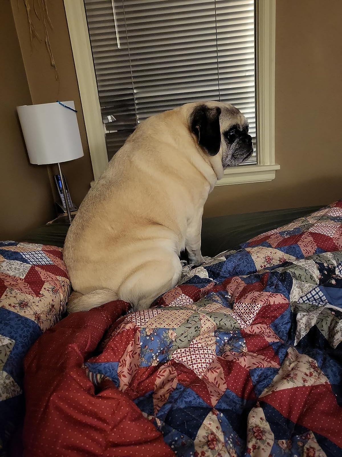Dog sitting on a bed with a colorful quilt, looking out a window.