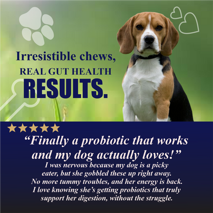 Dog with text about probiotic chews for gut health on a green background